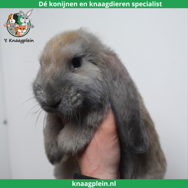 foto van kleur Isabella