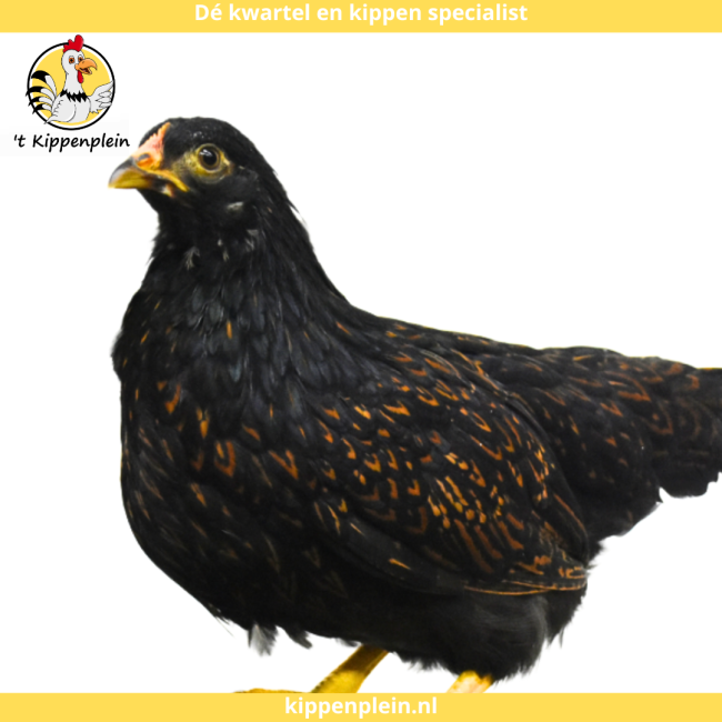foto van kleur Goud Dubbel Gezoomd