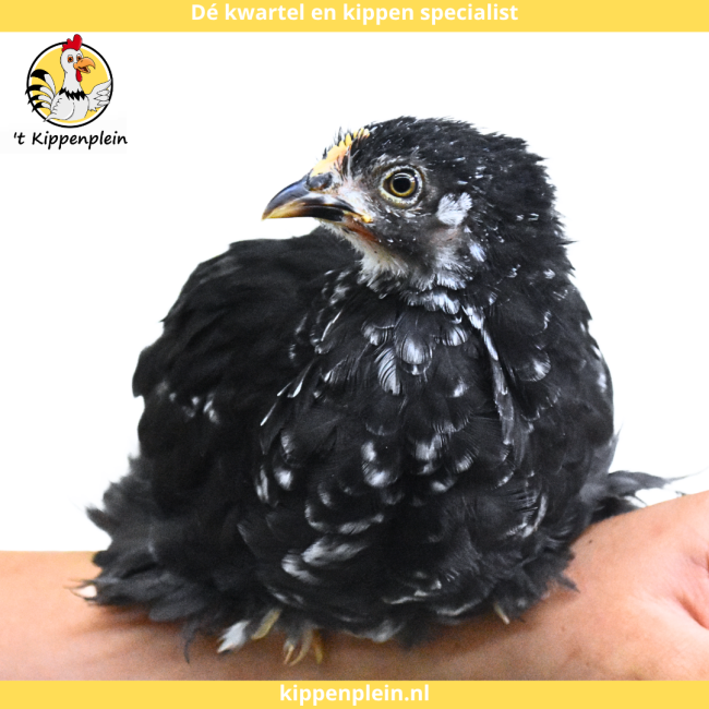 foto van kleur Zwart-Wit Gepareld