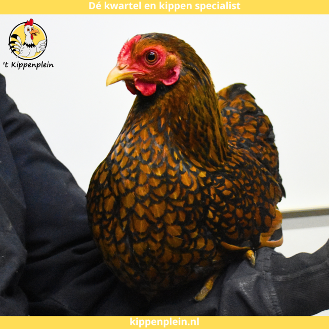 foto van kleur Goudzwartgezoomd