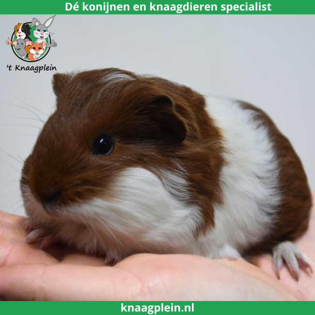 foto van kleur Rood bont