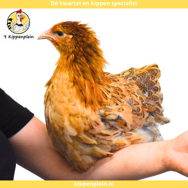 foto van kleur Buff-blauwcolumbia