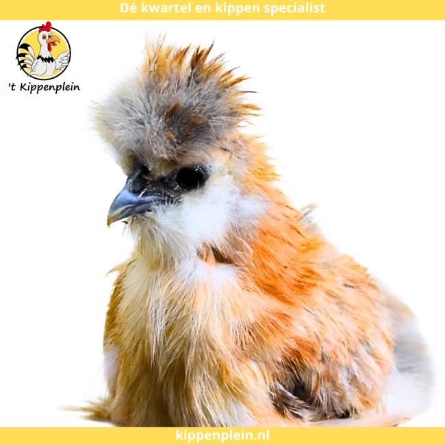 foto van kleur Goudpatrijs