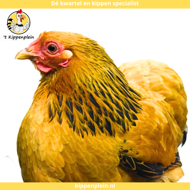 foto van kleur Buff-zwartcolumbia