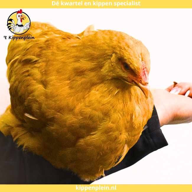 foto van kleur Buff