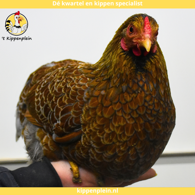 foto van kleur Meerzomig blauwpatrijs