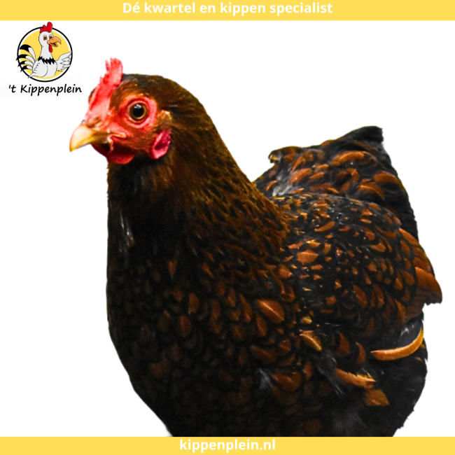 foto van kleur Goudzwartgezoomd