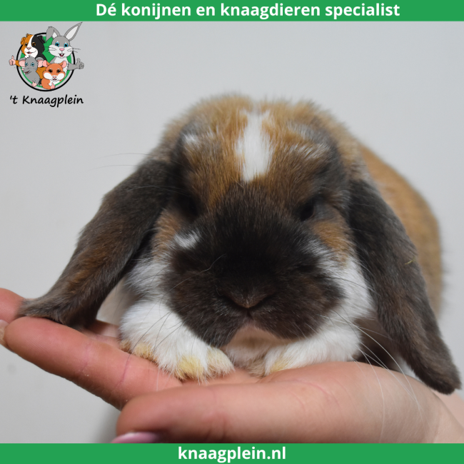 foto van kleur Madagascar bont