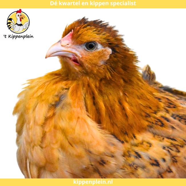 foto van kleur Buff-blauwcolumbia