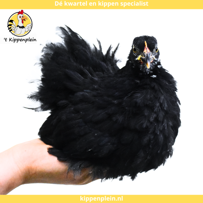 foto van kleur Zwart