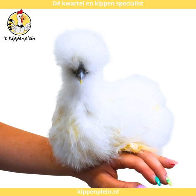 foto van kleur Wit