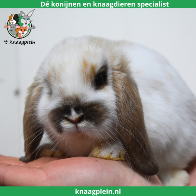 foto van kleur Madagascar te bont