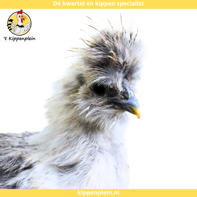 foto van kleur Parelgrijs