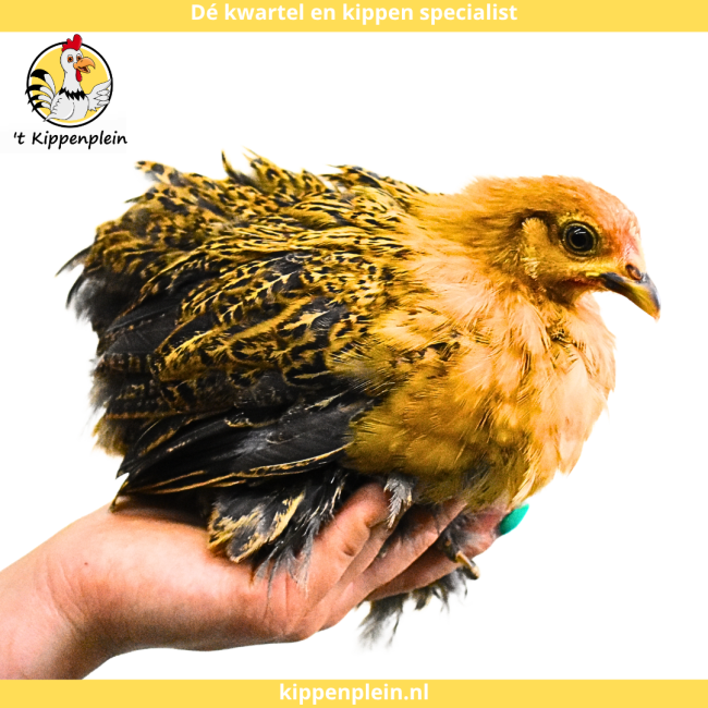 foto van kleur Goudzwartgezoomd