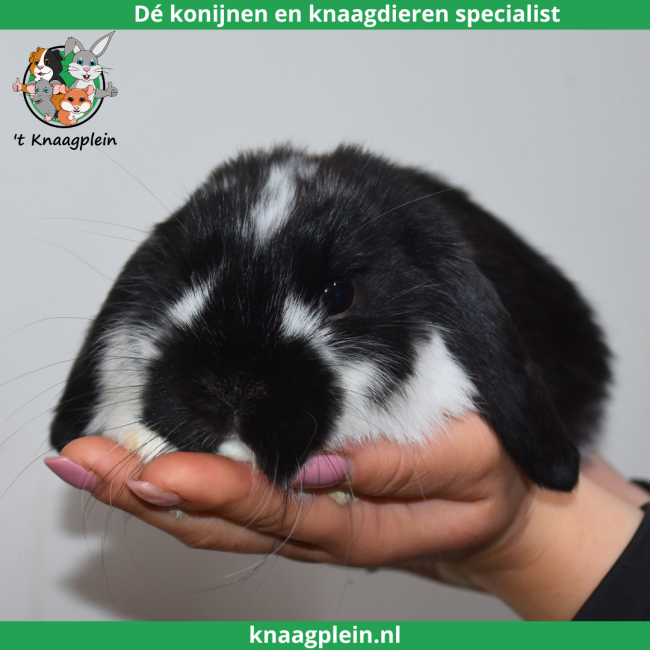 foto van kleur Zwart bont