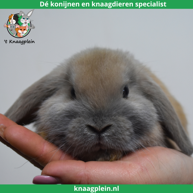 foto van kleur Isabella