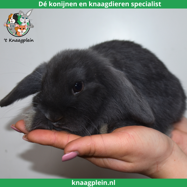 foto van kleur Blauw