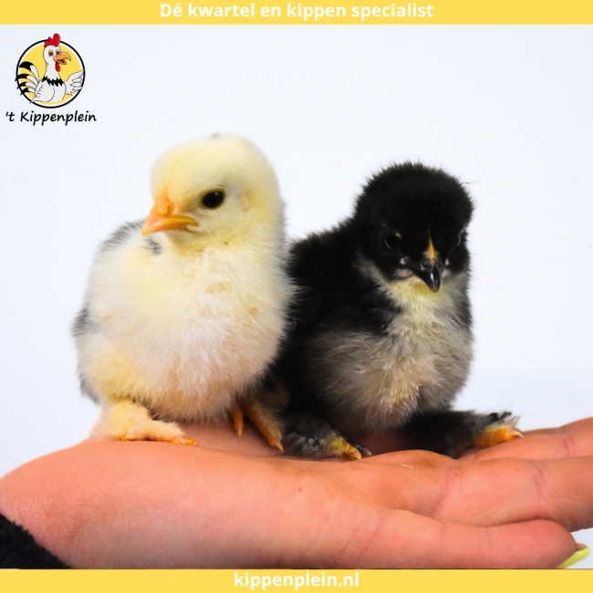 foto van kleur Diverse Kleuren