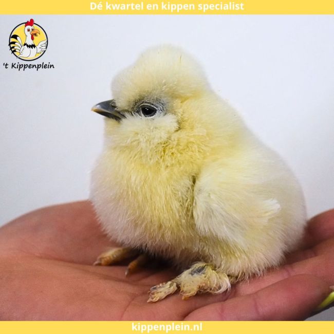 foto van kleur Diverse Kleuren