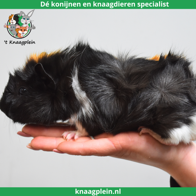 foto van kleur Creme / Zwart / Wit