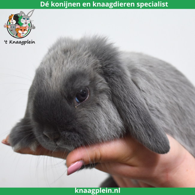 foto van kleur Middenblauw Marter