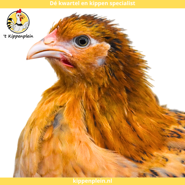 foto van kleur Buff-blauwcolumbia