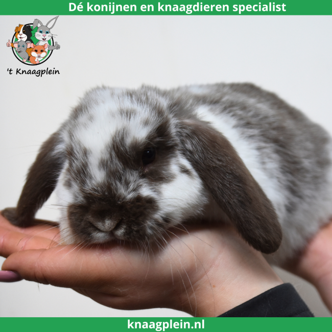 foto van kleur Bruin bont