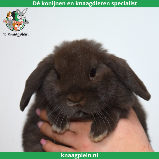 foto van kleur Bruin