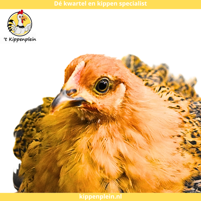 foto van kleur Goudzwartgezoomd