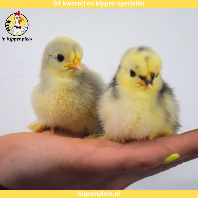 foto van kleur Diverse Kleuren