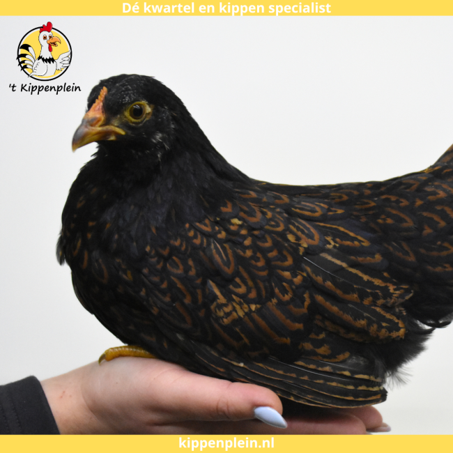 foto van kleur Goud Dubbel Gezoomd