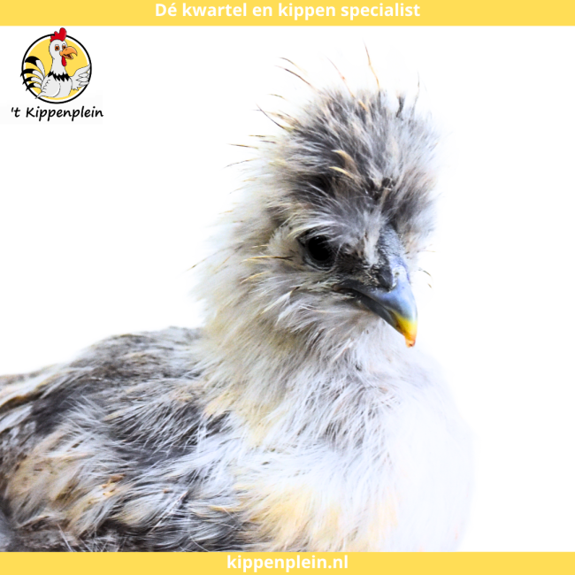 foto van kleur Parelgrijs