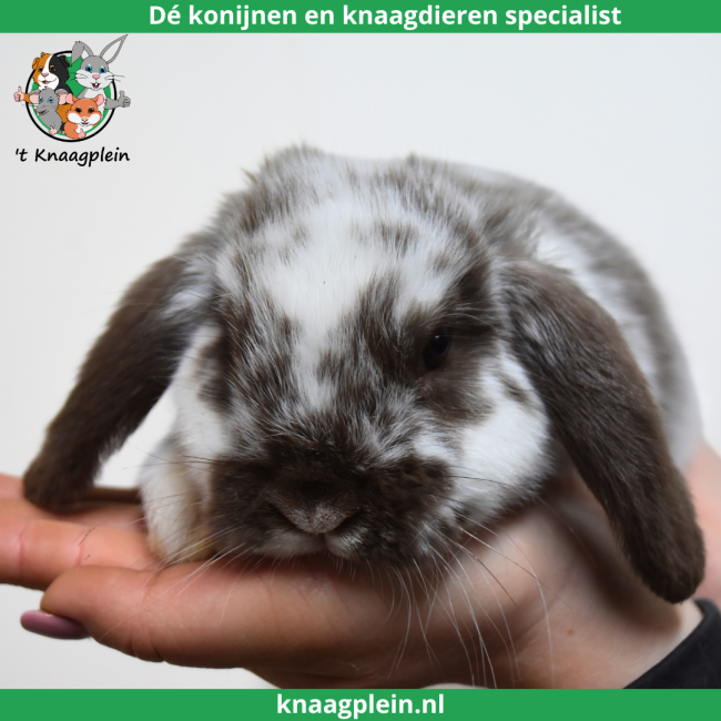 foto van kleur Bruin bont