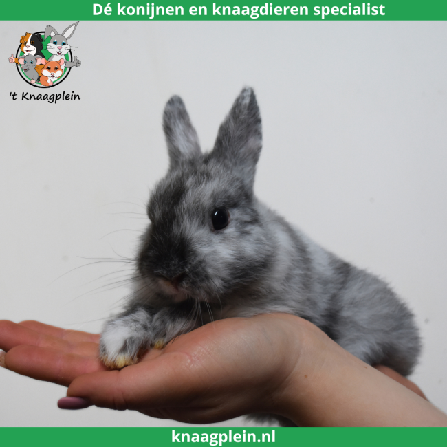 foto van kleur Kleurdwerg - Rohn