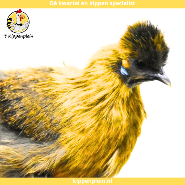 foto van kleur Goudpatrijs