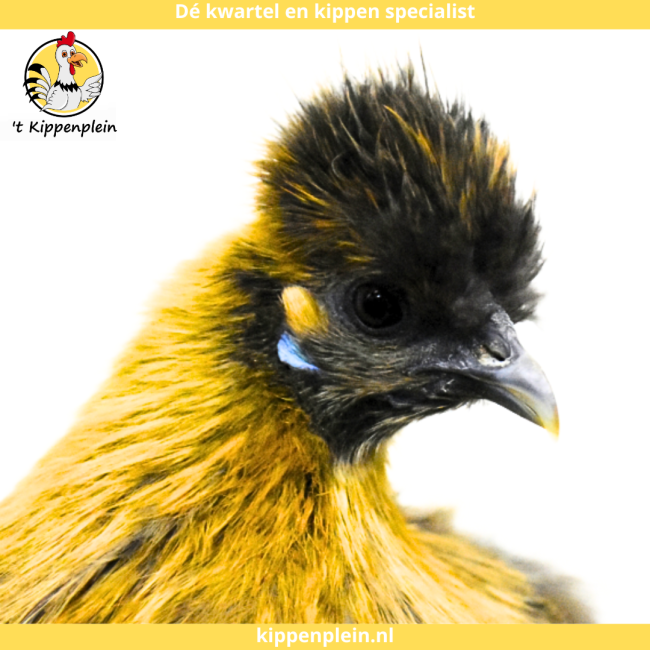 foto van kleur Goudpatrijs