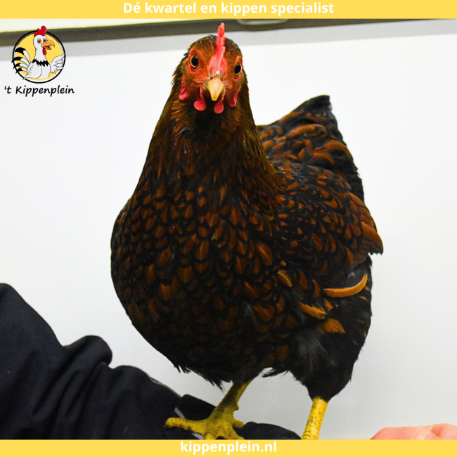 foto van kleur Goudzwartgezoomd
