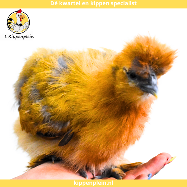 foto van kleur Buff