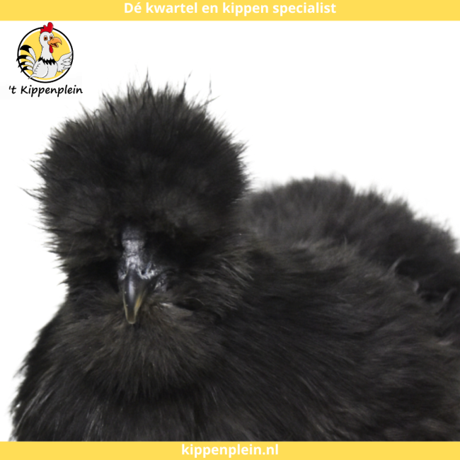 foto van kleur Zwart