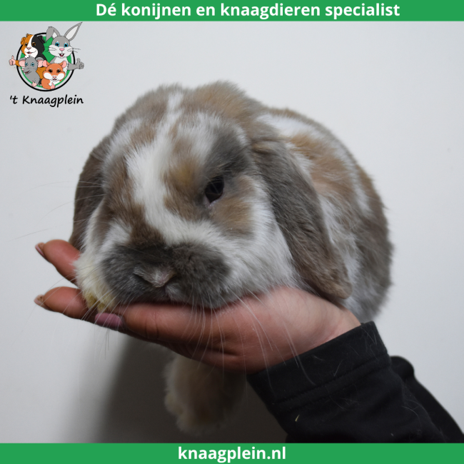 foto van kleur Isabella bont