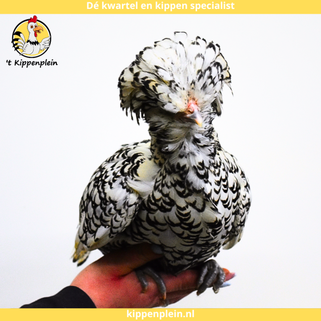 foto van kleur Zilver Gezoomd