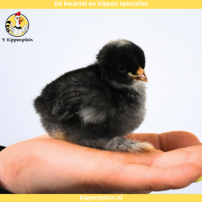 foto van kleur Diverse Kleuren