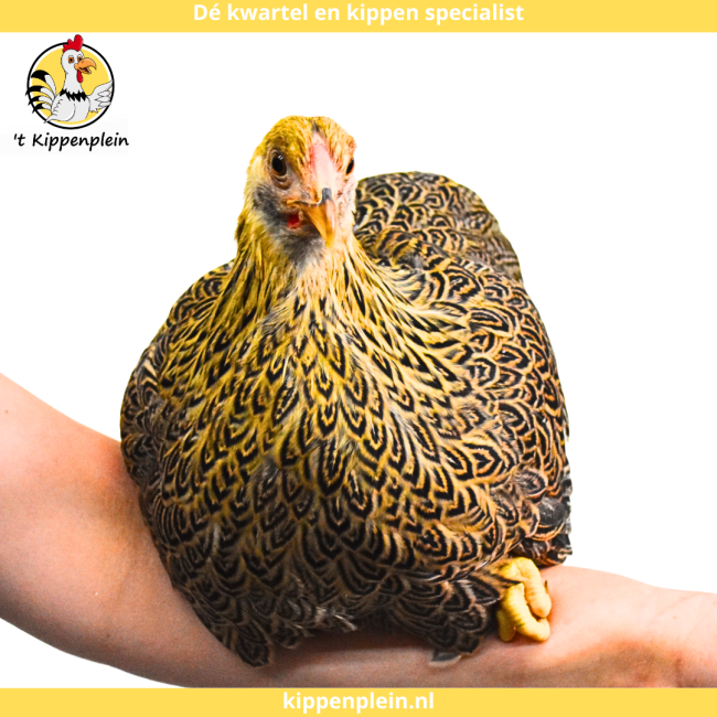 foto van kleur Meerzomig geelpatrijs