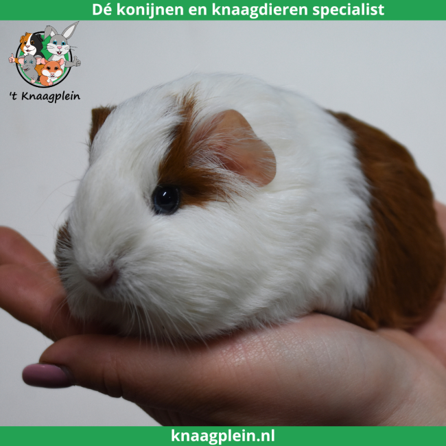 foto van kleur Rood bont