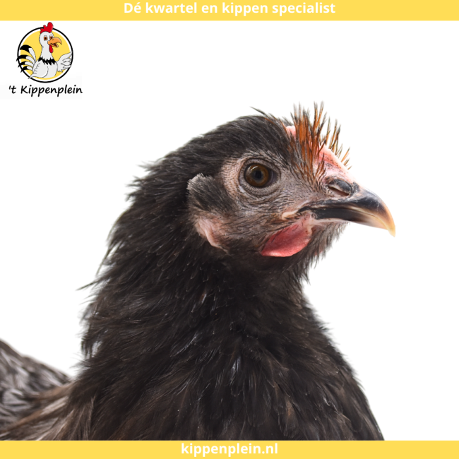 foto van kleur Zwart