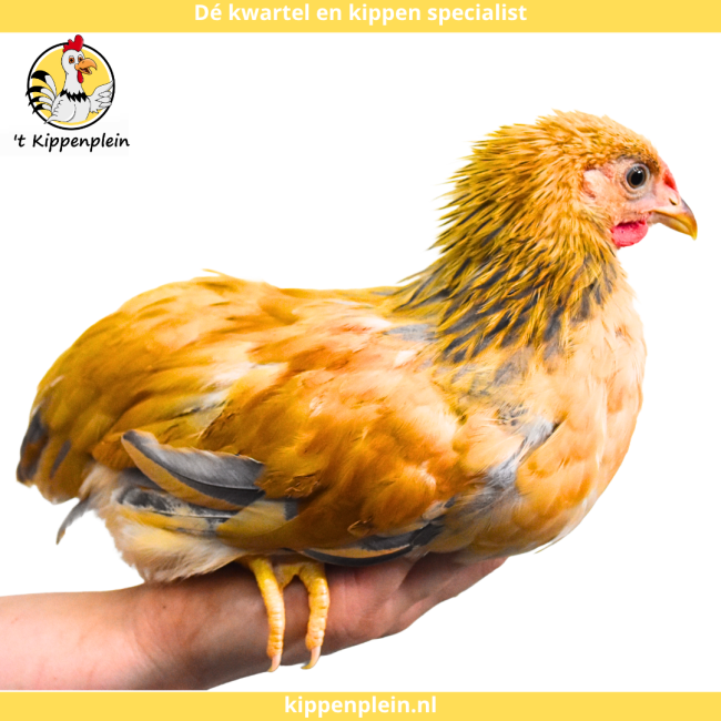 foto van kleur Buff-blauwcolumbia