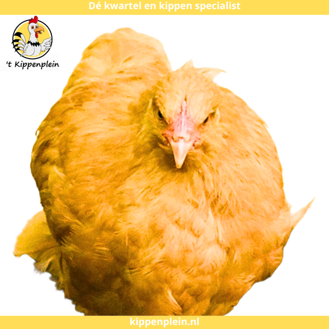 foto van kleur Buff