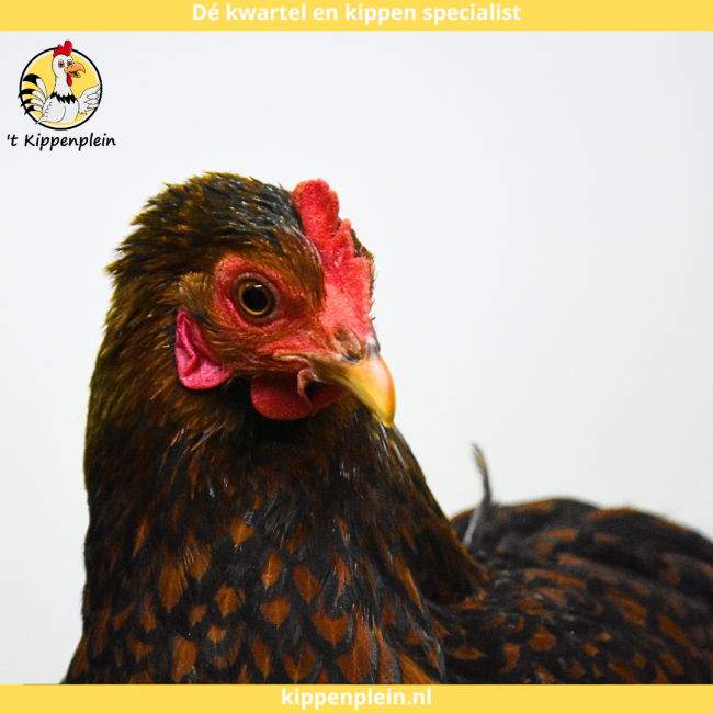 foto van kleur Goudzwartgezoomd