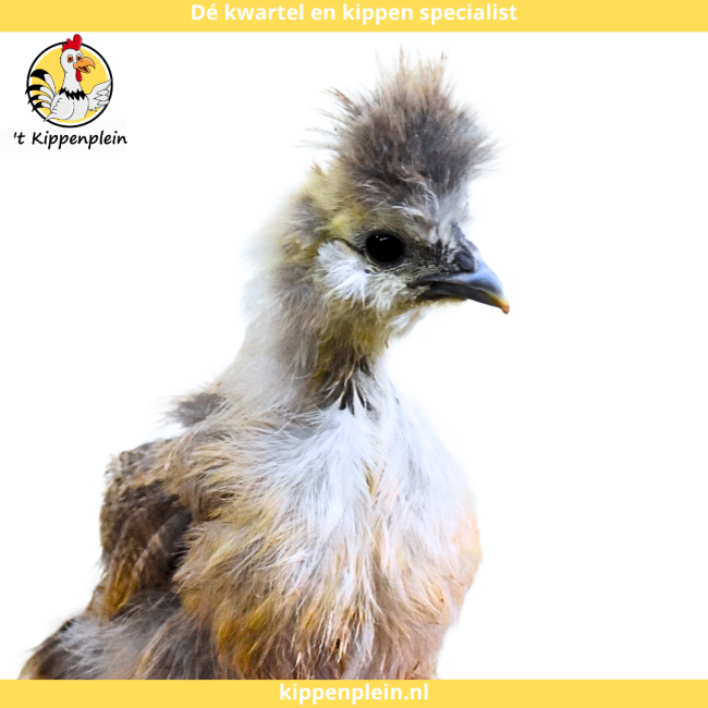 foto van kleur Parelgrijs