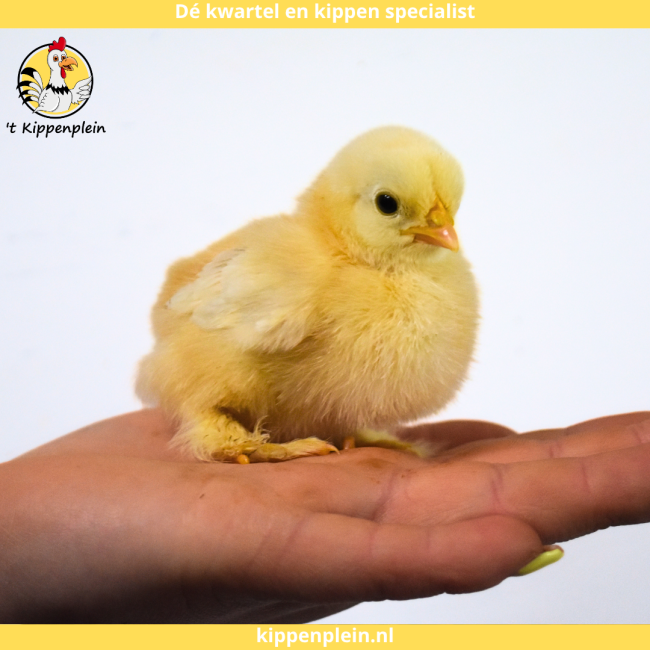 foto van kleur Diverse Kleuren